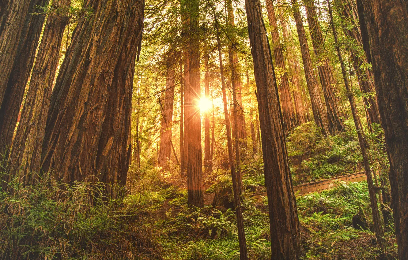 Фото обои лес, трава, солнце, свет, деревья, природа, папоротник
