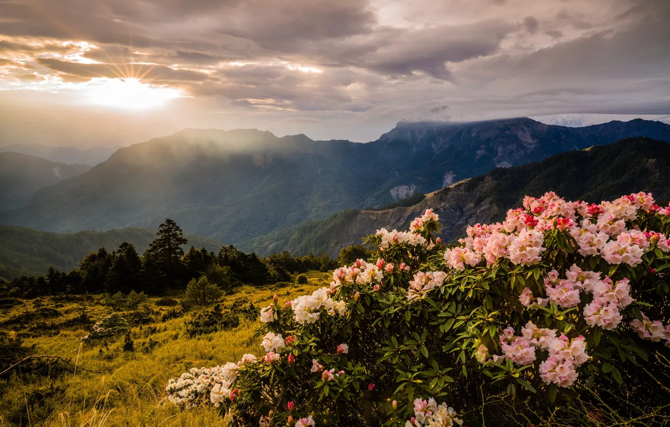 Фото обои пейзаж, закат, цветы, горы, природа, куст