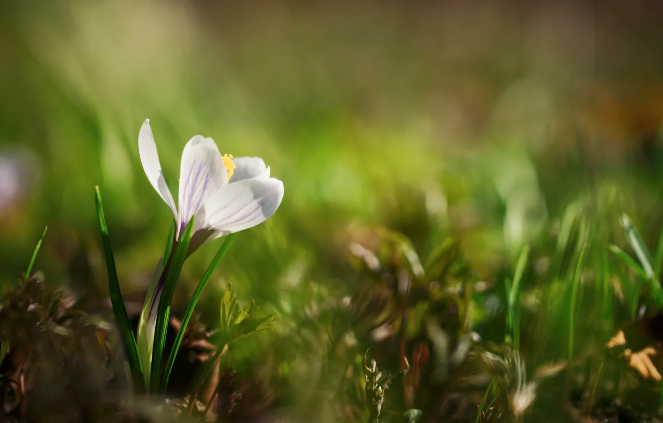 Фото обои цветок, трава, природа, весна, первоцвет, крокус