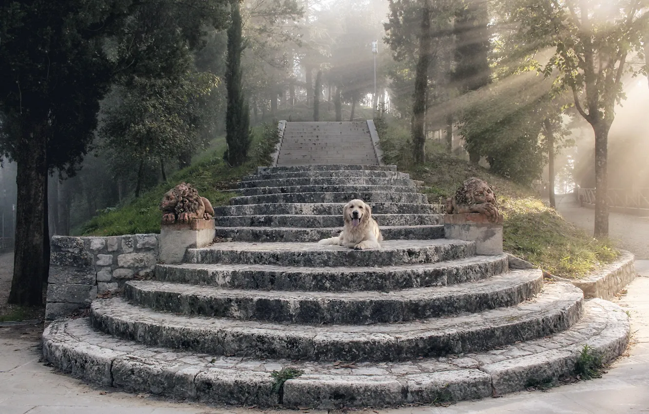 Фото обои лучи, собака, ступени, статуи, dog, rays, ретривер, steps