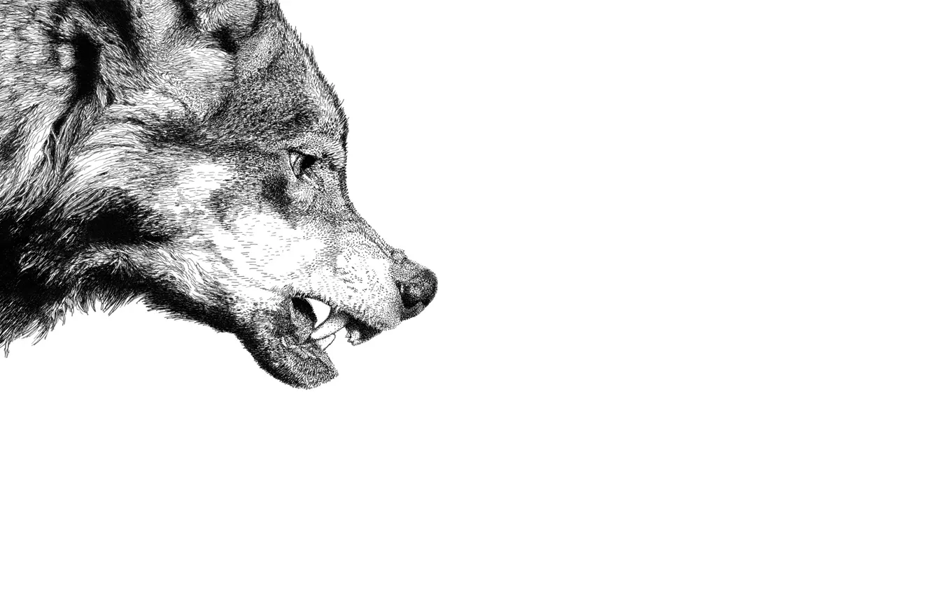 Фото обои волк, хищник, пасть, клыки