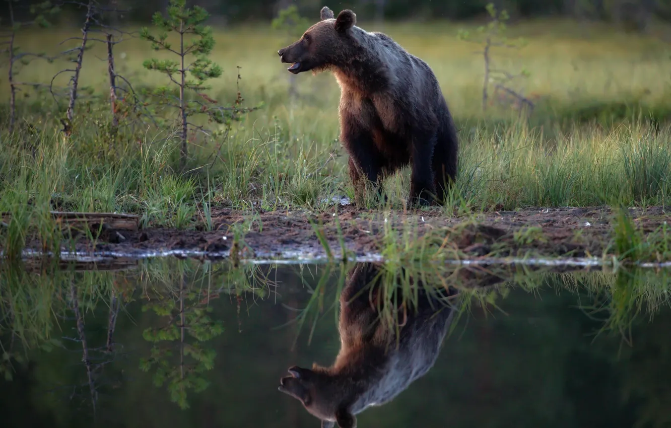 Фото обои трава, природа, отражение, животное, хищник, медведь, профиль, водоём