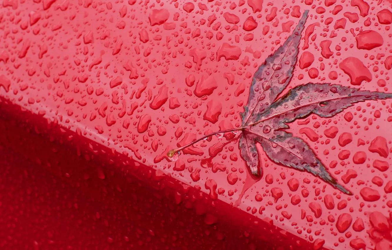 Фото обои Red, Autumn, Rain