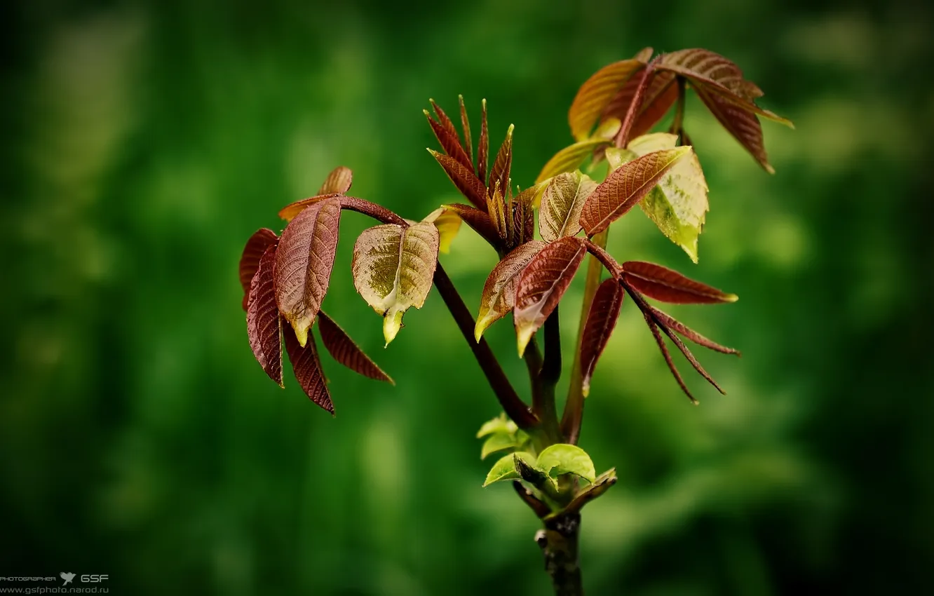 Фото обои листья, природа, ветка, весна