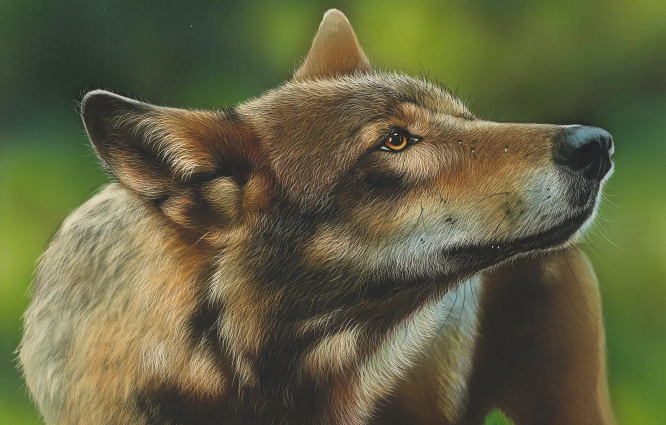 Фото обои рисунок, волк, by shonechacko