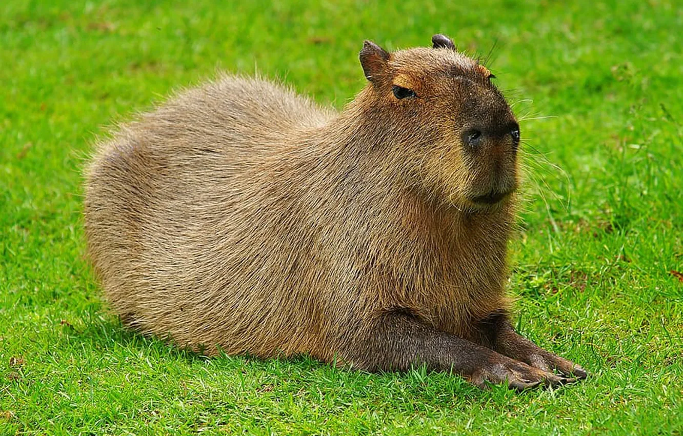 Фото обои South America, Rodents, capybara