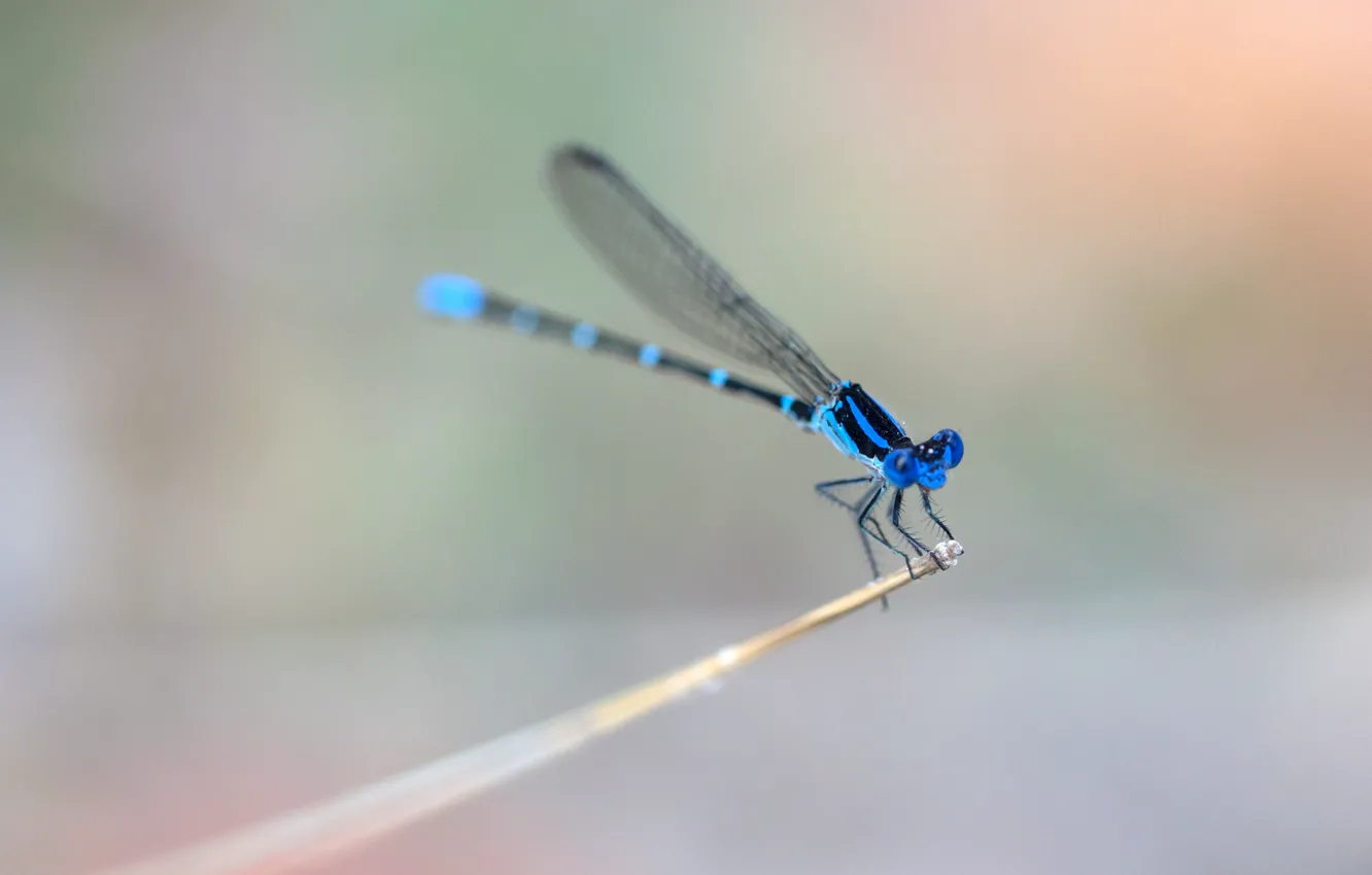 Фото обои крылья, стрекоза, стебель, wings, dragonfly, stalk, синие кольца, blue rings