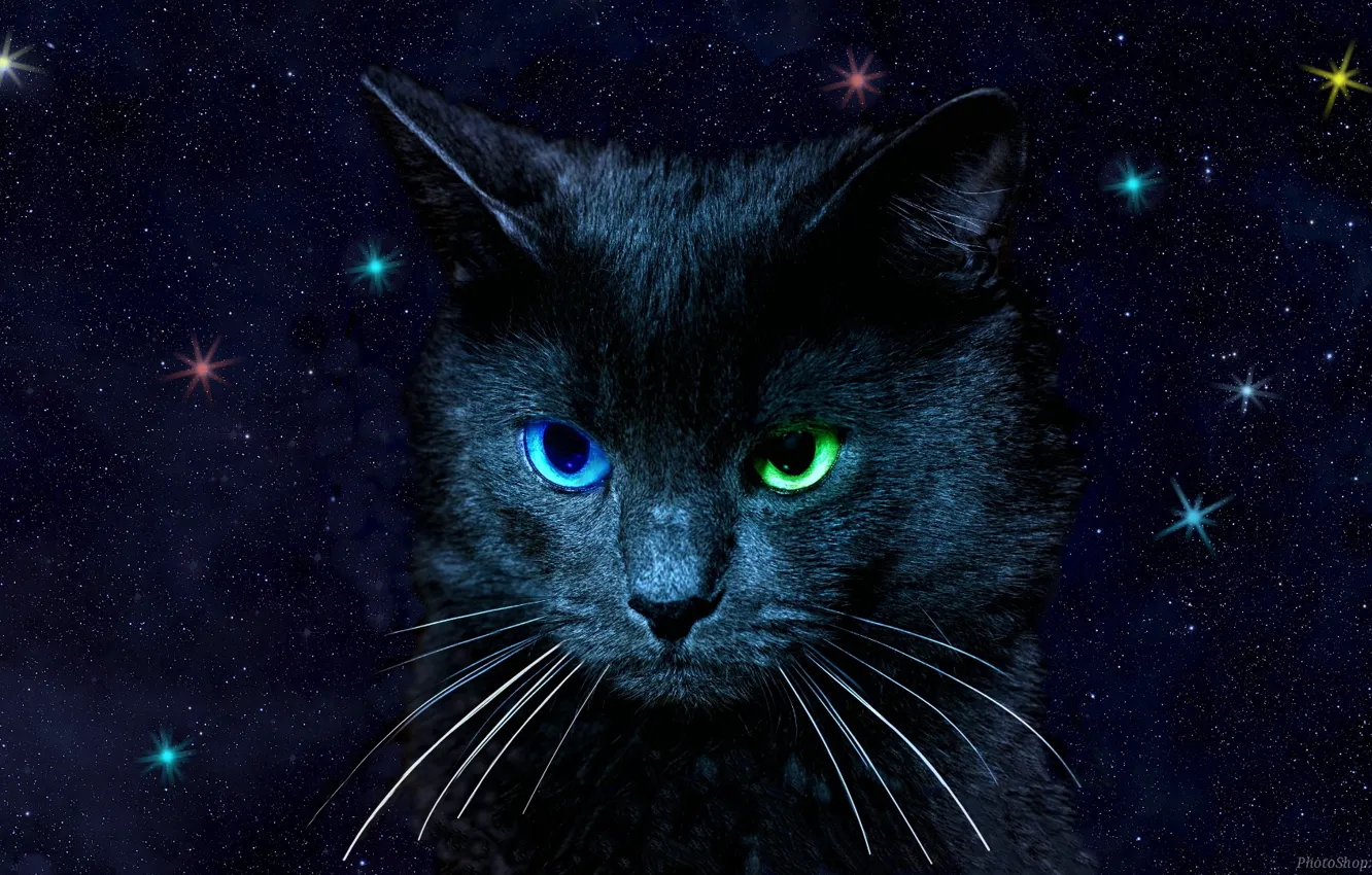 Фото обои кошка, небо, глаза, цвета, звезды, разные