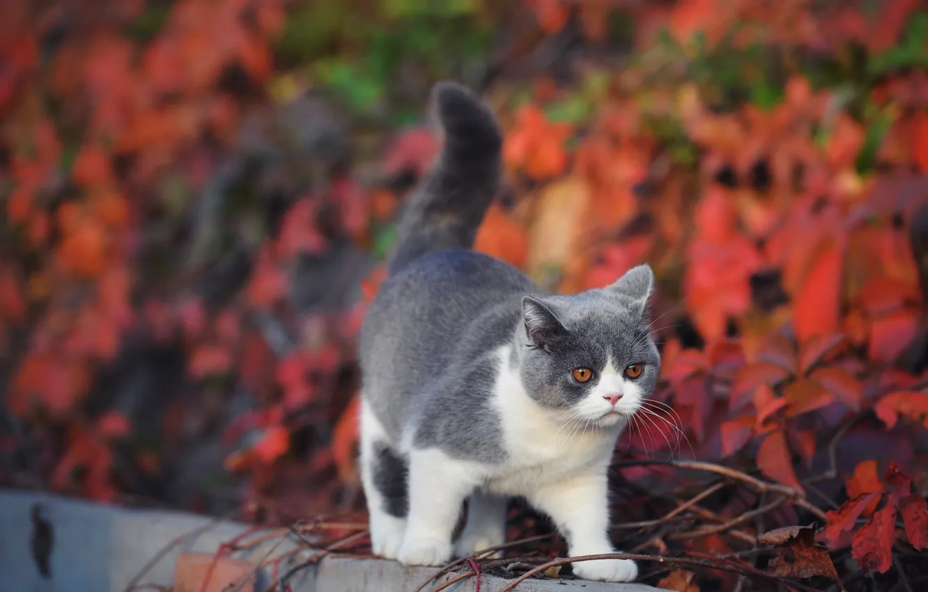 Фото обои осень, кошка, кот, взгляд, листья, ветки, природа, поза