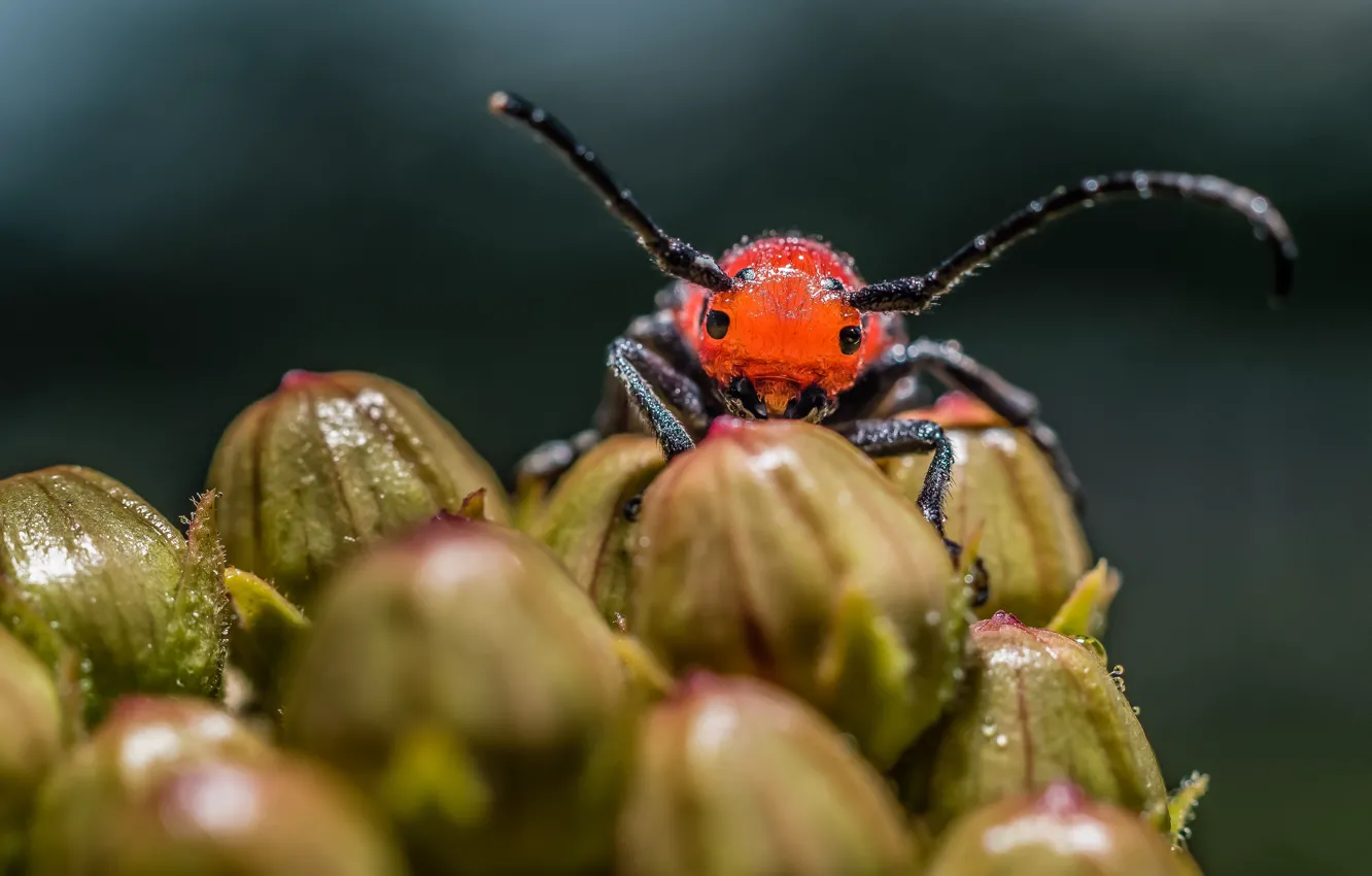Фото обои макро, жук, насекомое
