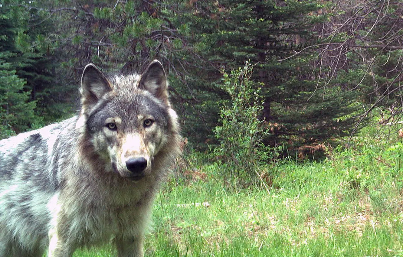 Фото обои nature, face, animal, wolf, wildlife, head, fur, mammal