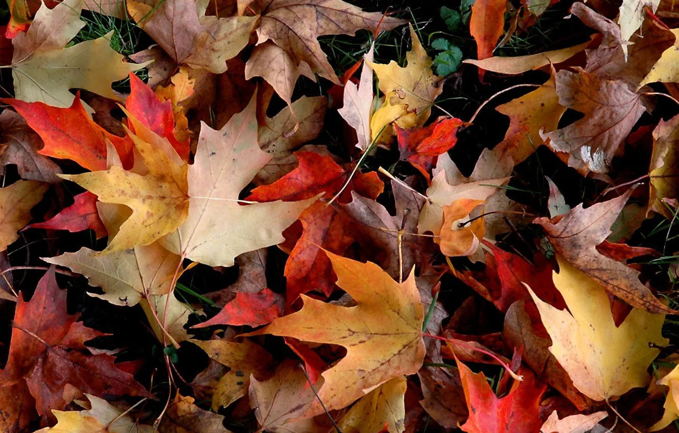 Фото обои осень, листья, желтый, красный, листва, упавший