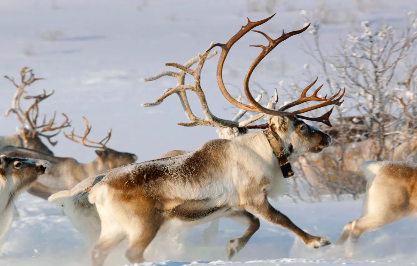 Фото обои зима, снег, Норвегия, рога, упряжка, северный олень, Карашоке, Финнмарк