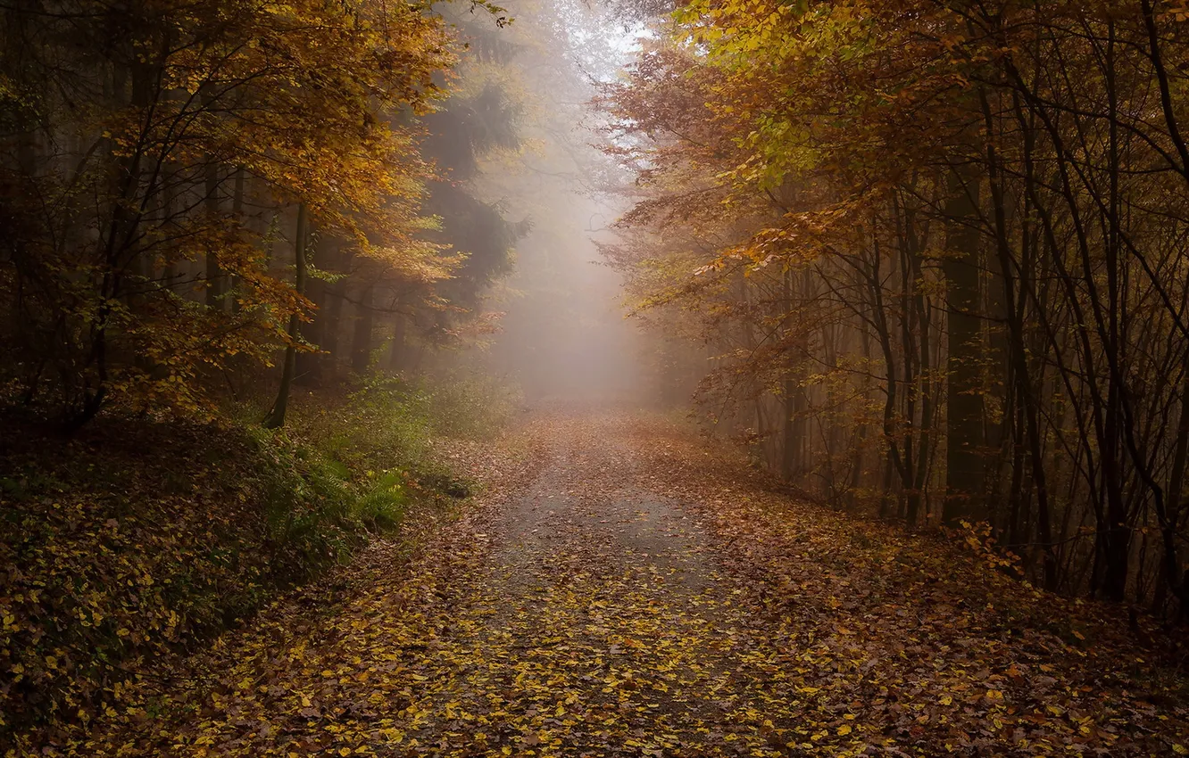 Фото обои дорога, осень, туман