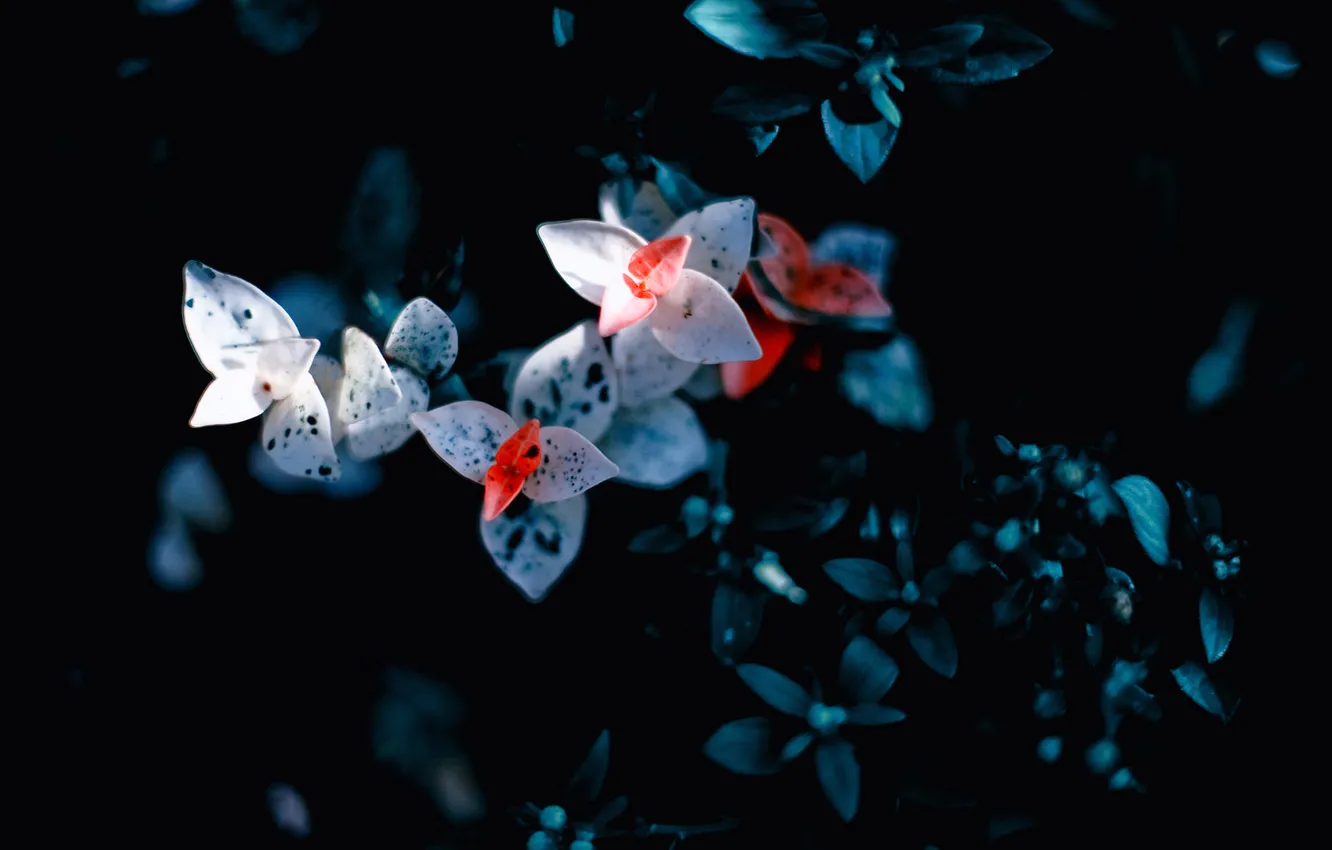 Фото обои макро, цветы, мрак, растение, лепестки