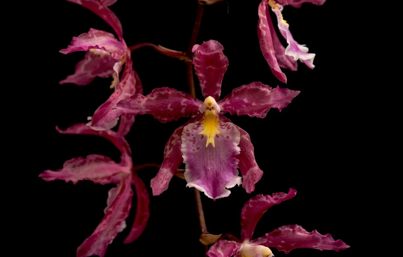 Фото обои макро, темный фон, орхидея