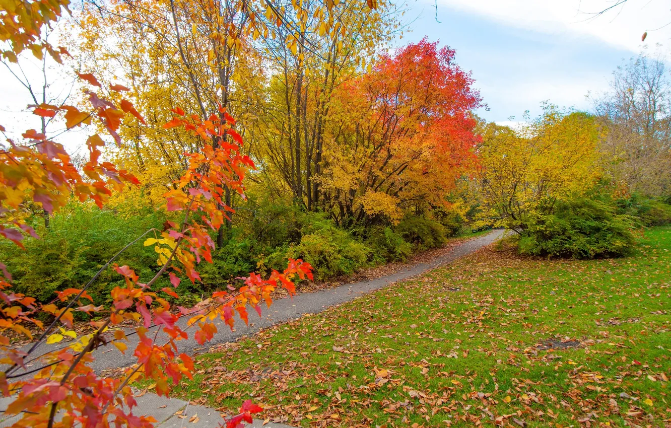 Фото обои осень, листья, деревья, парк, дорожка, кусты, багрянец
