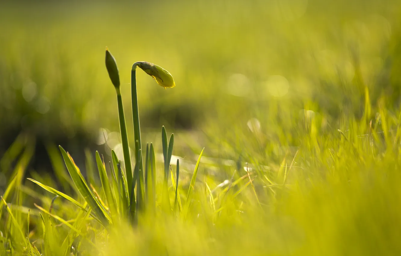 Фото обои трава, цветы, желтые, бутоны, нарциссы