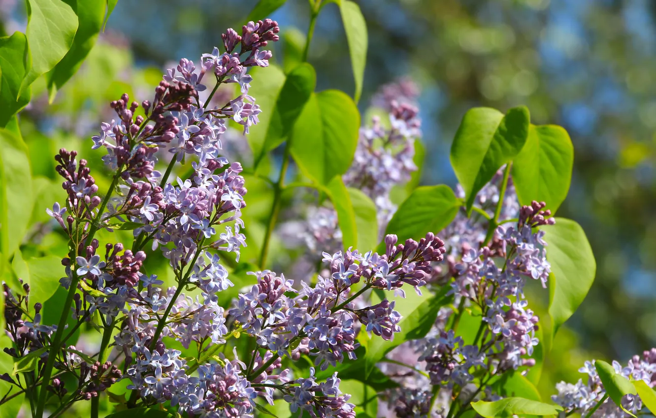 Фото обои flower, spring, lilac