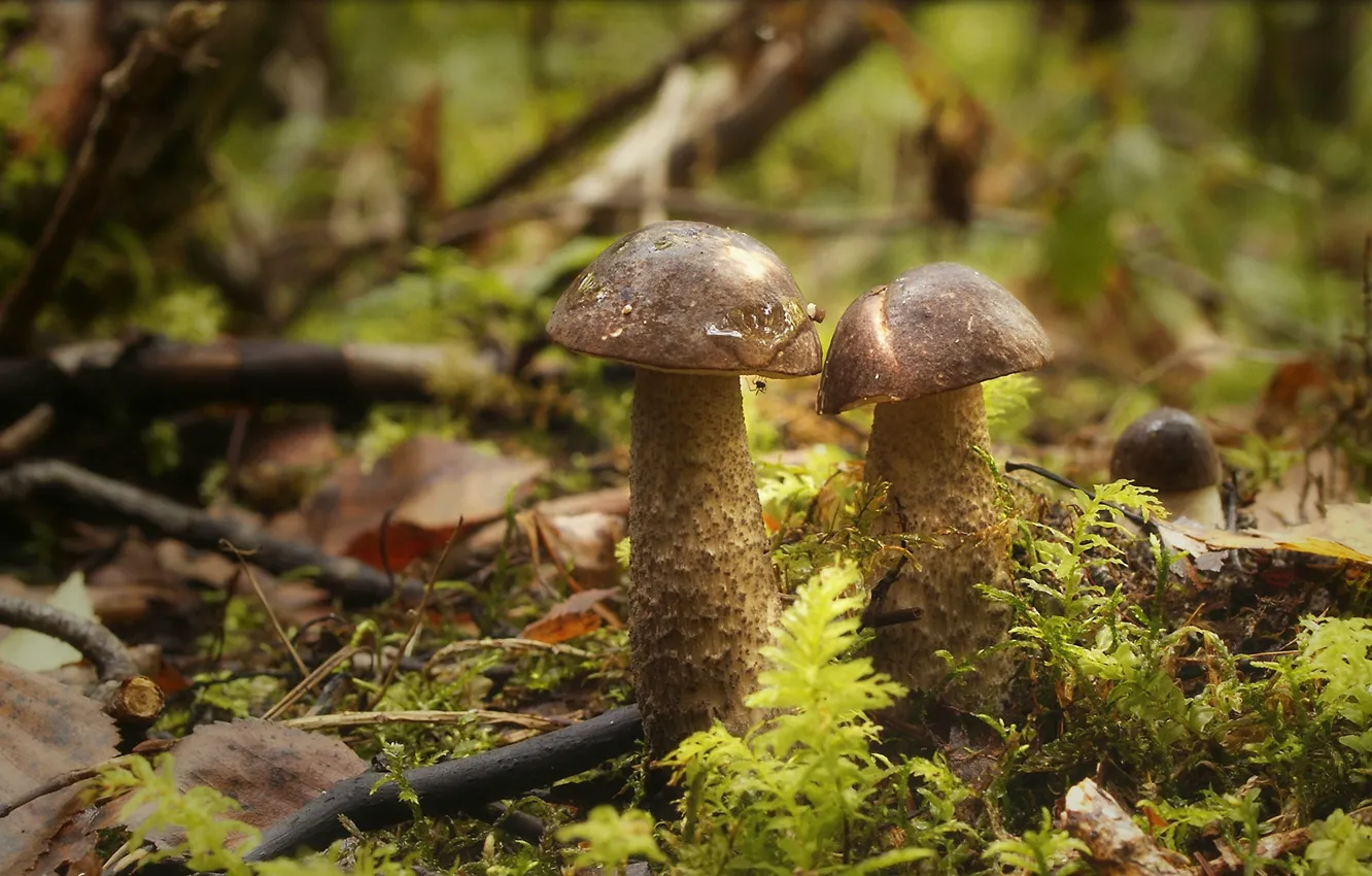 Фото обои лес, грибы, паучок
