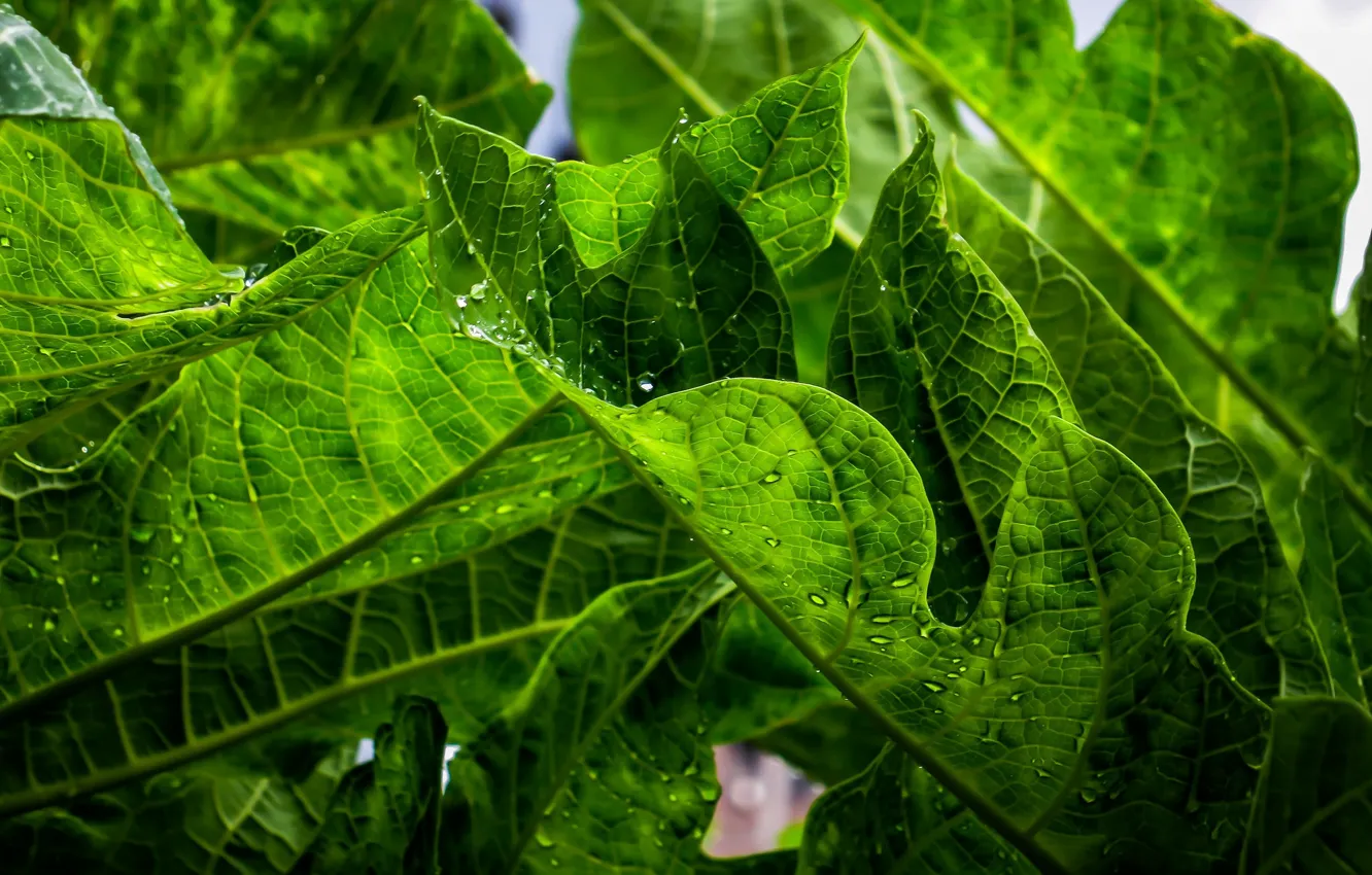 Фото обои листья, зеленый, растение