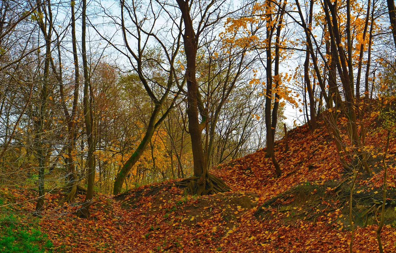 Фото обои осень, листва, листопад, дереевья