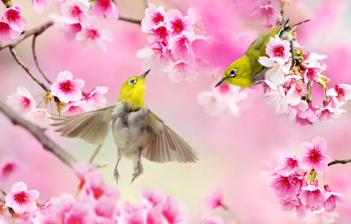 Фото обои птицы, ветки, природа, весна, сакура, пара, Тайвань, цветение