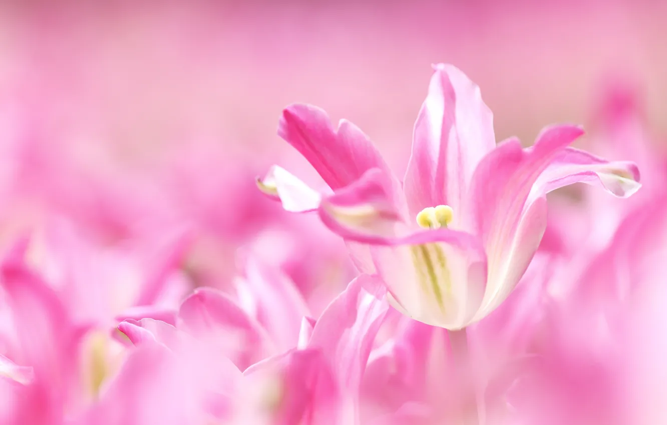 Фото обои макро, розовый, тюльпаны