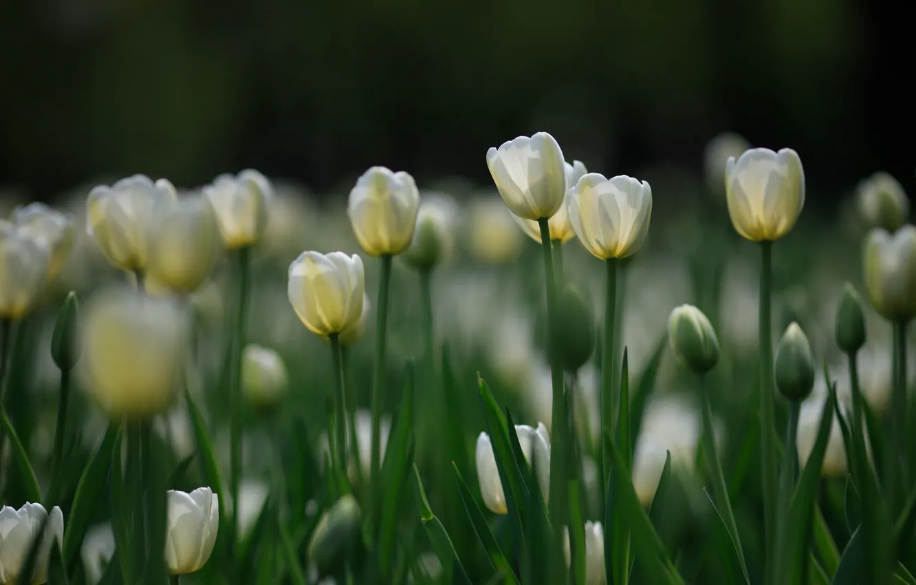 Фото обои тюльпаны, белые, боке