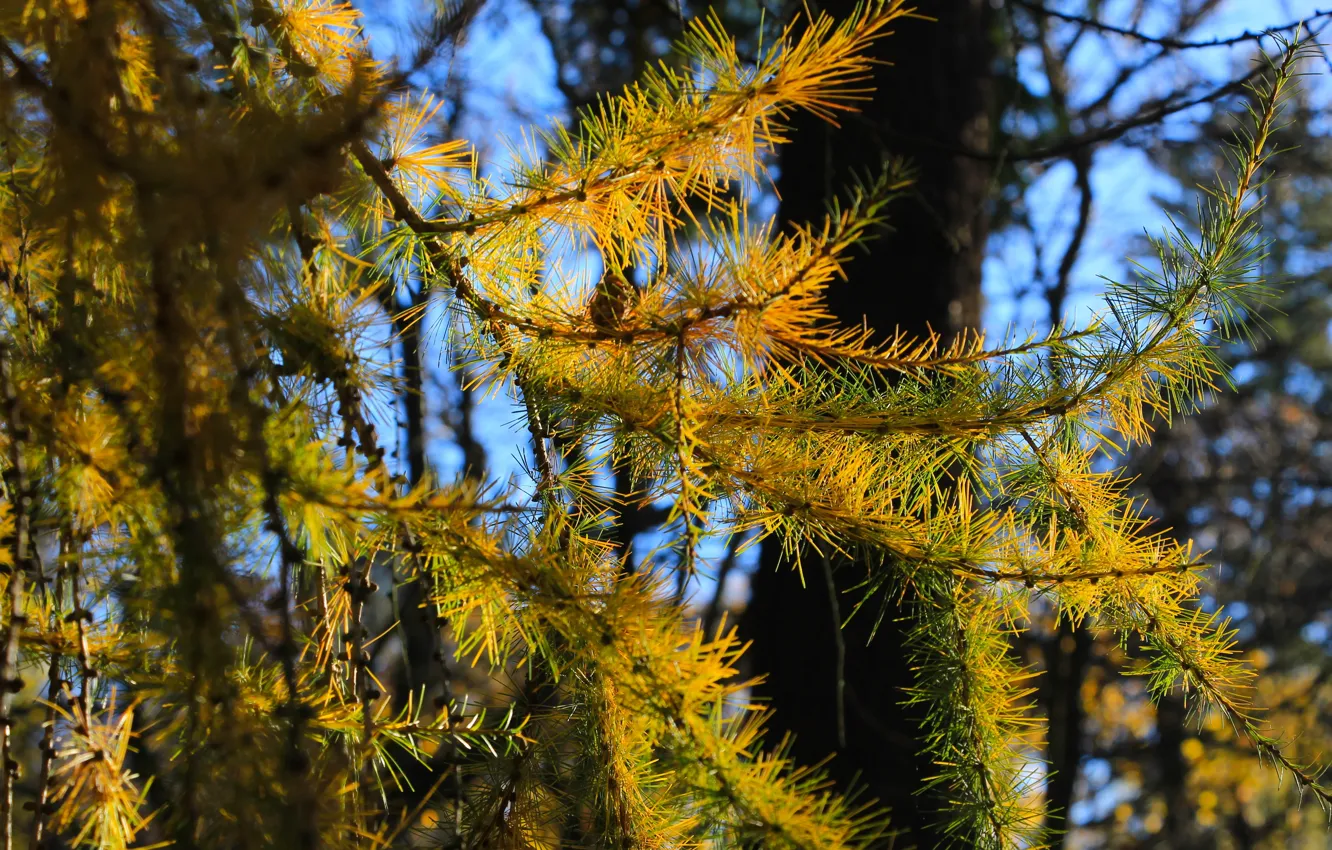 Фото обои autumn, tree, twi