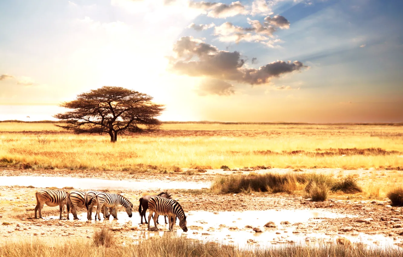 Фото обои животные, солнце, пейзаж, саванна, Африка, зебры, Afric animality, zebras