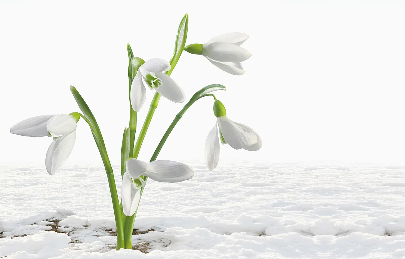 Фото обои цветок, снег, подснежник