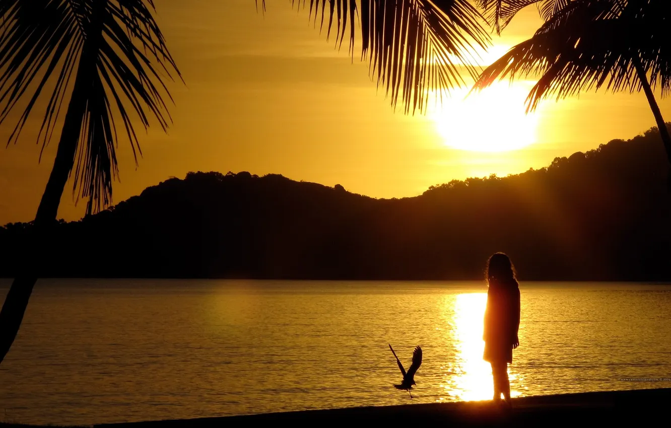 Фото обои пляж, солнце, закат, пальмы, берег, остров, чайка, красиво