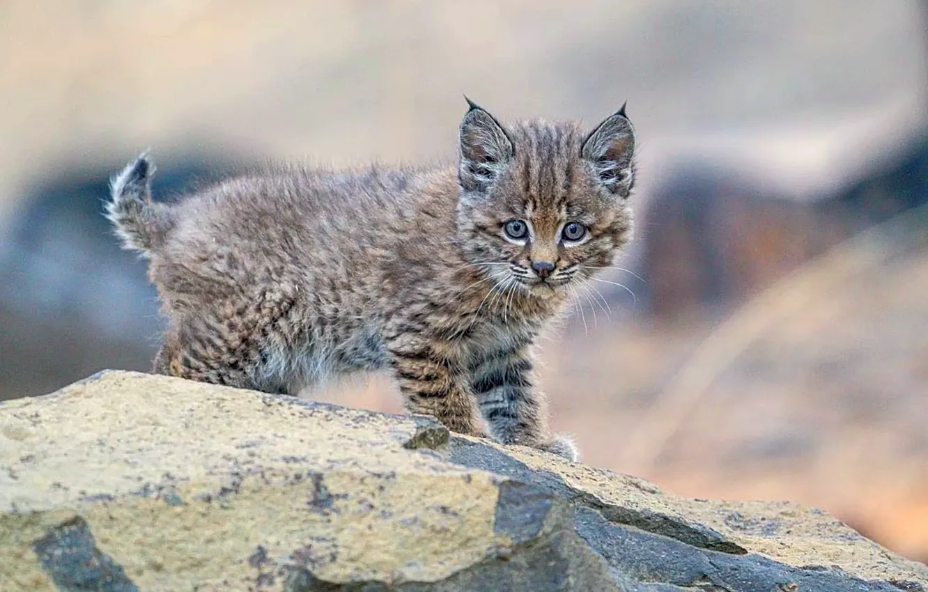 Фото обои rock, forest, baby, bobcat