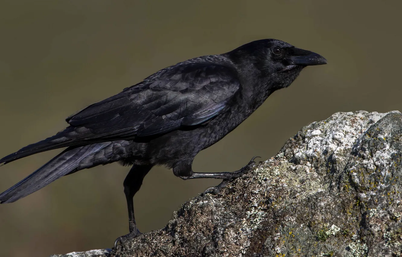 Фото обои птица, камень, клюв, чёрная ворона