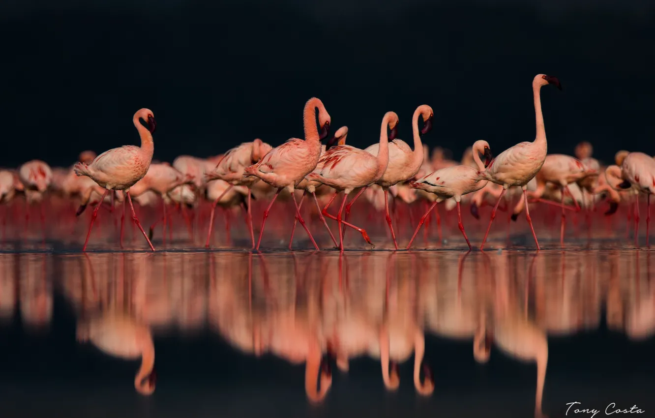 Фото обои отражение, розовый, фламинго
