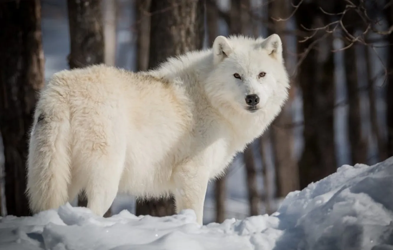 Фото обои nature, face, animal, wolf, wildlife, head, fur, mammal