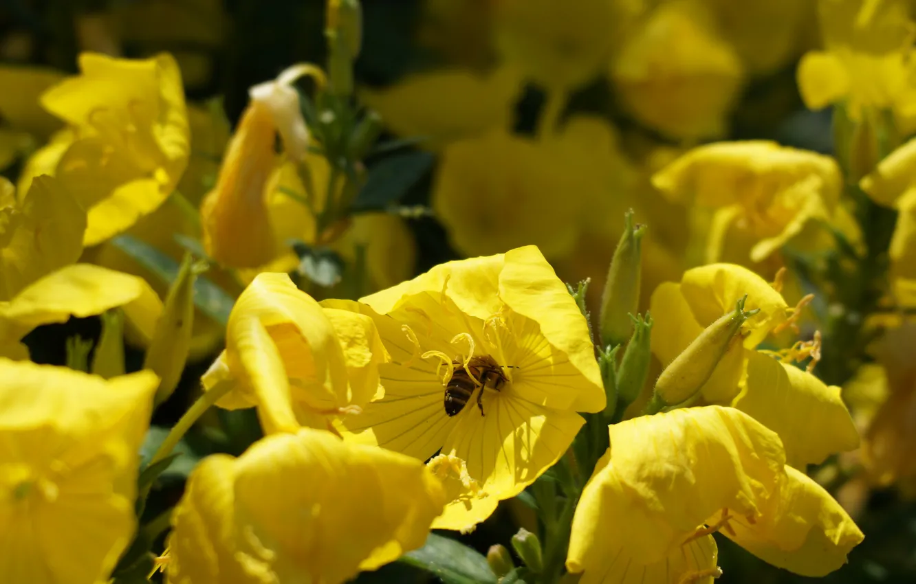 Фото обои лето, природа, пчела, растение, насекомое, желтые цветы