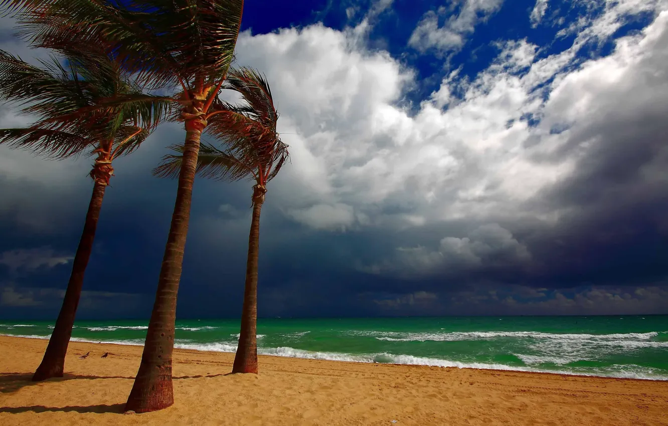Фото обои песок, пляж, вода, облака, тучи, пальмы, ветер, берег