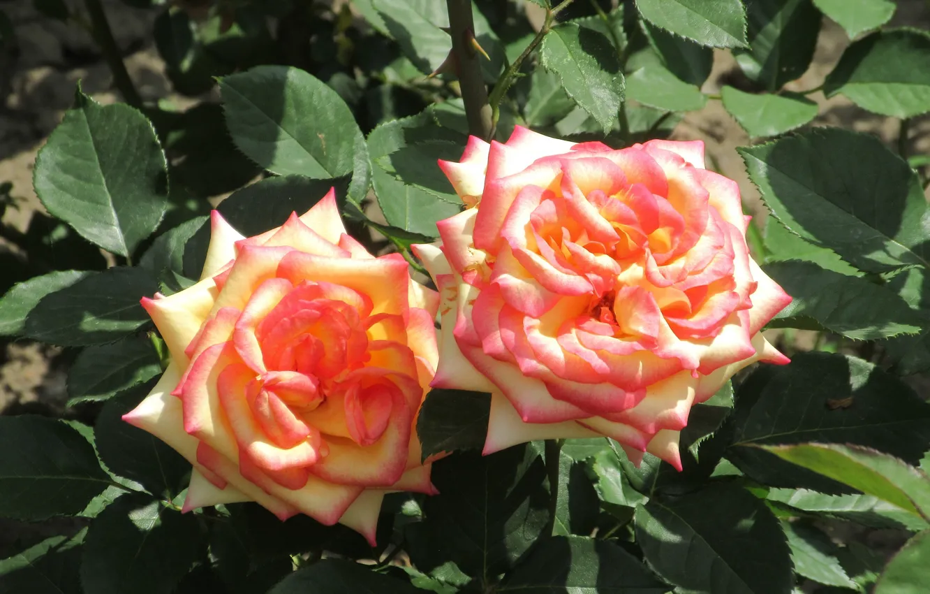 Фото обои Цветы, Пара, Розы, Mamala ©, Лето 2018