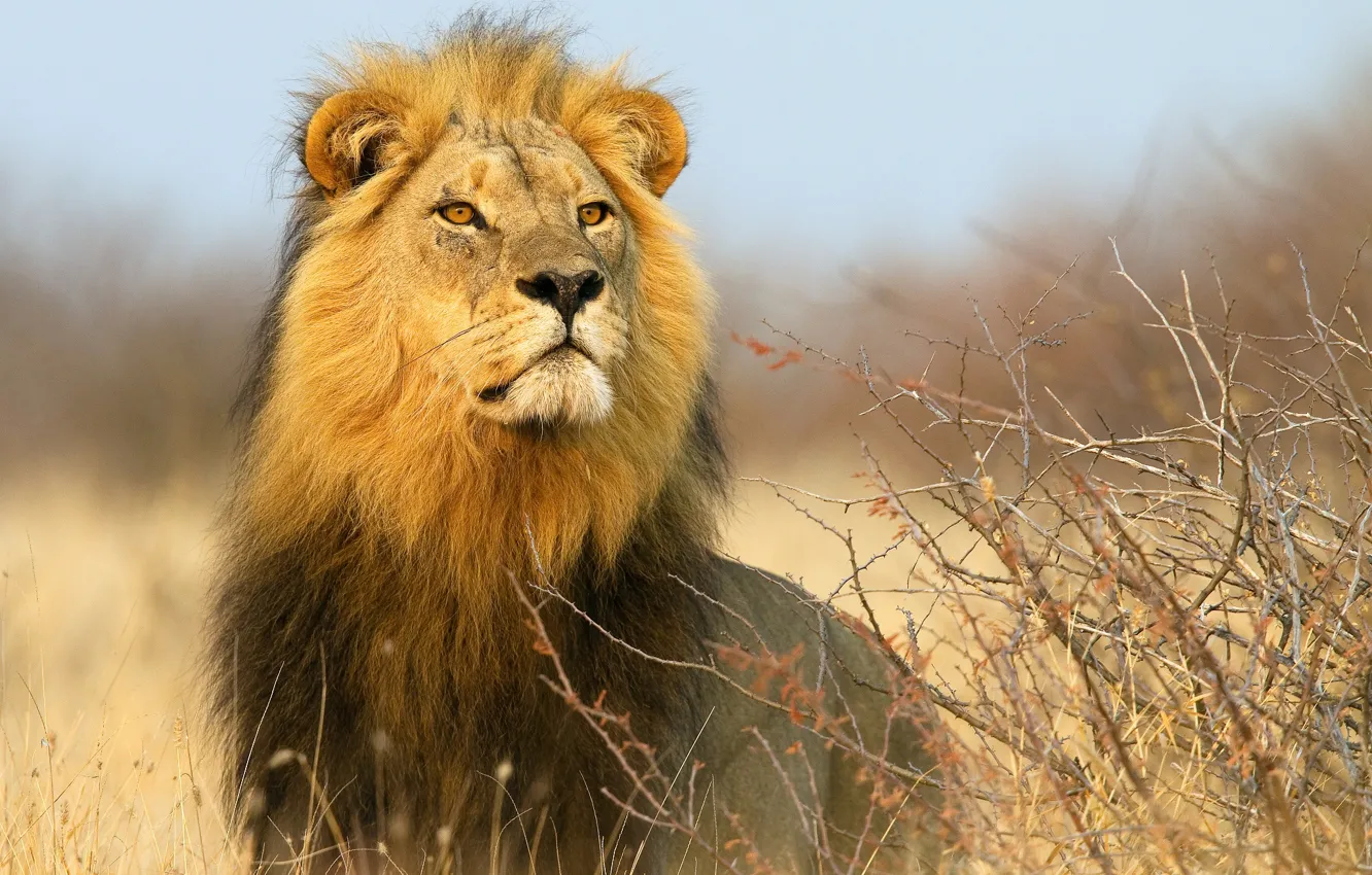 Фото обои лев, Африка, кусты