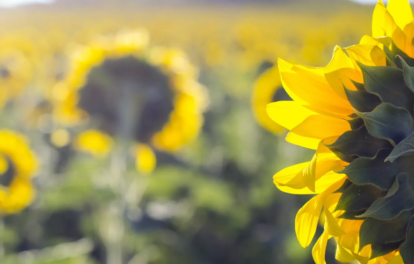 Фото обои лето, подсолнухи, природа