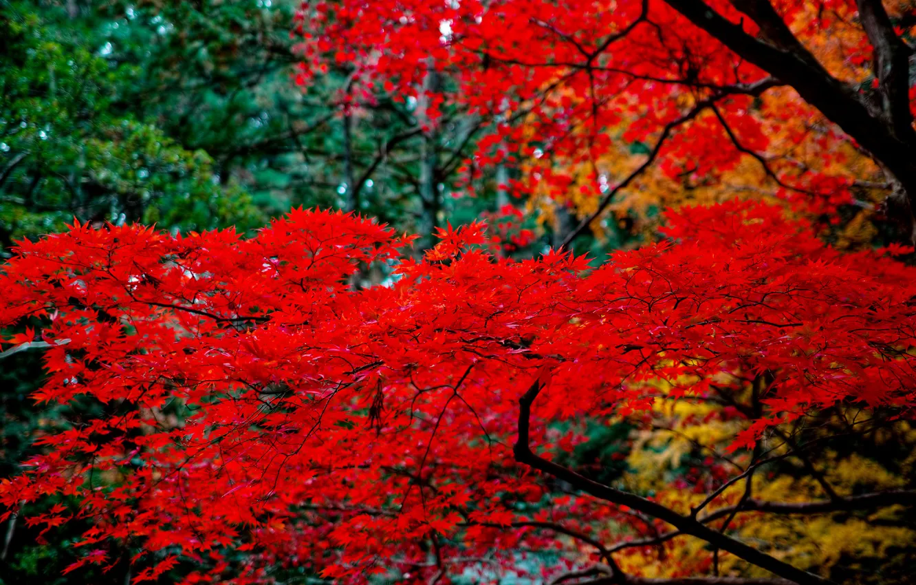 Фото обои листья, ветки, природа, дерево, клён японский