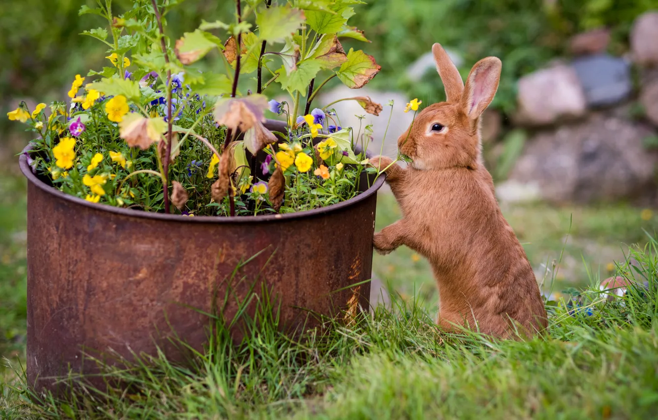 Фото обои трава, цветы, кролик, рыжий