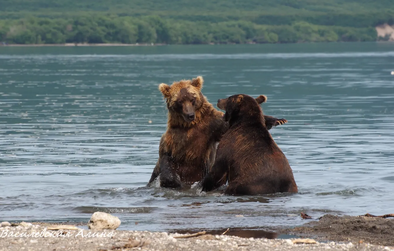 Фото обои вода, река, Медведи, бурые, дерутся, хук, левой