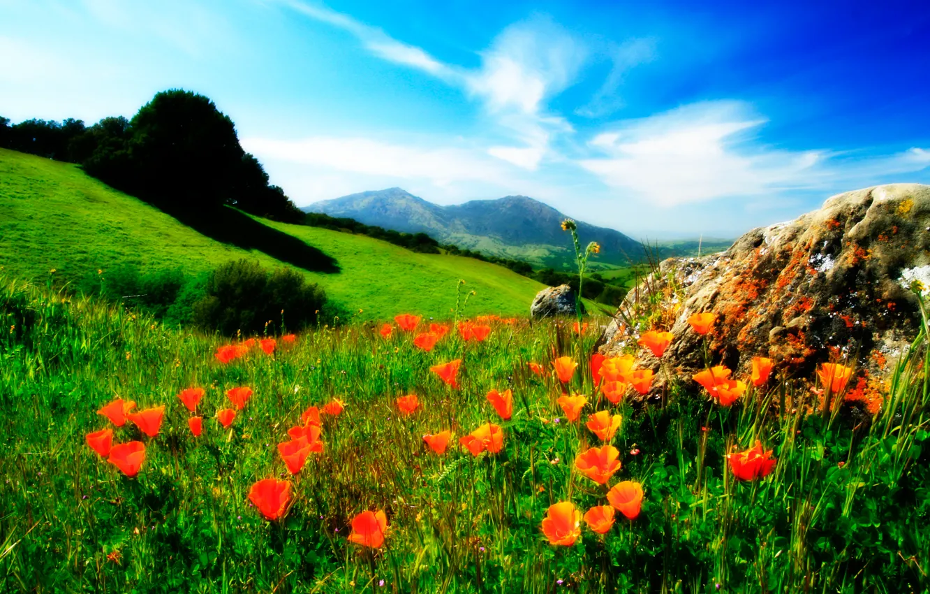 Фото обои небо, трава, цветы, горы, маки, луг