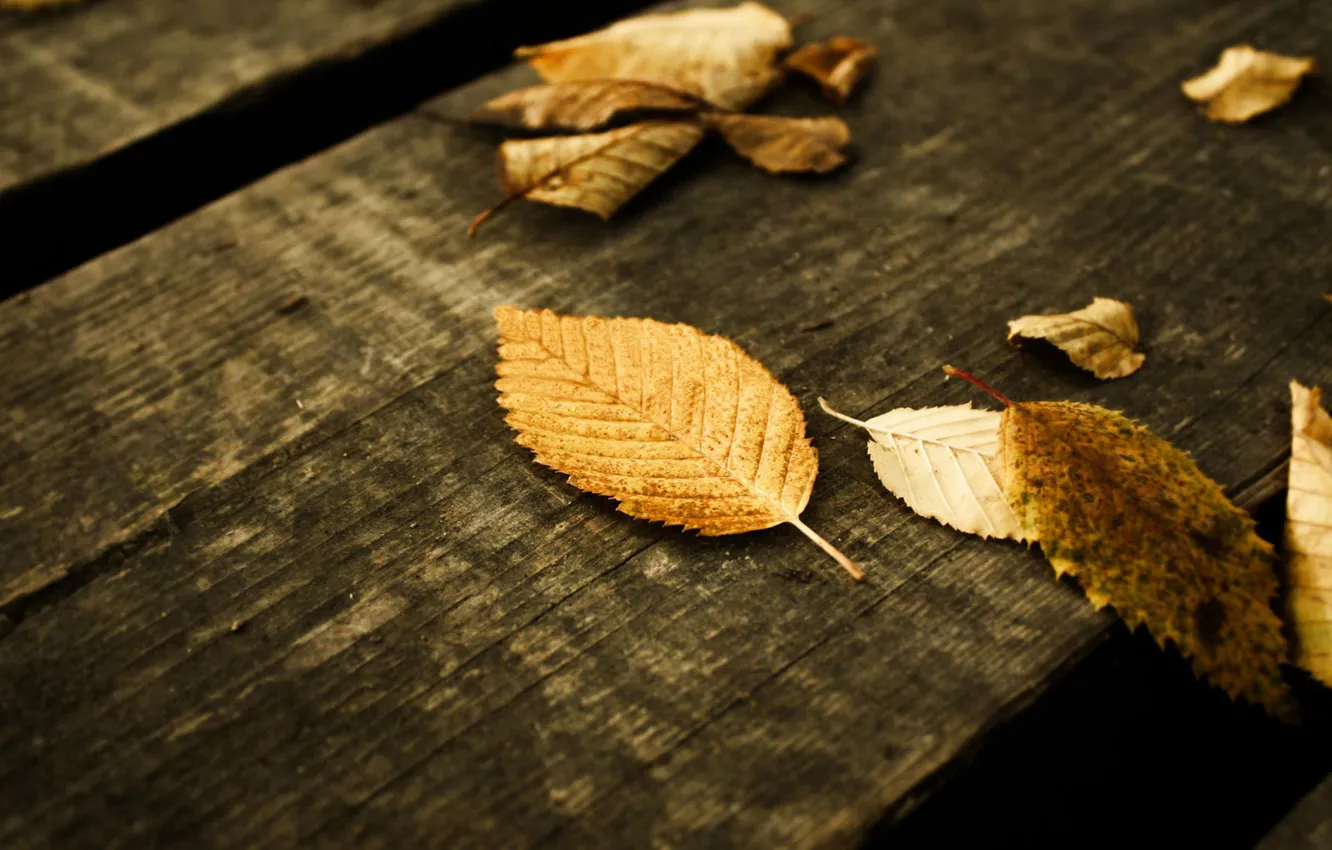 Фото обои осень, лист, ступеньки