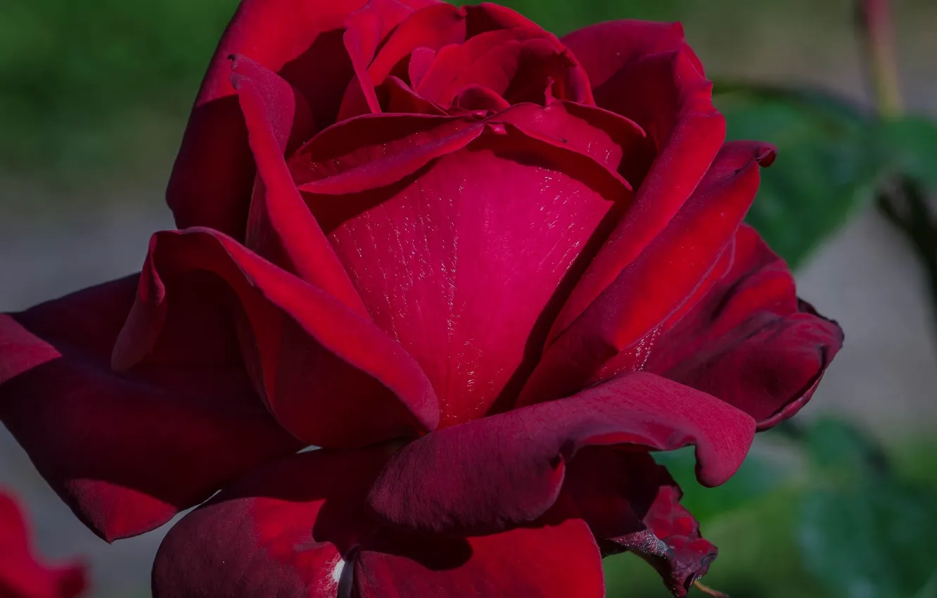 Фото обои роза, лепестки, красная