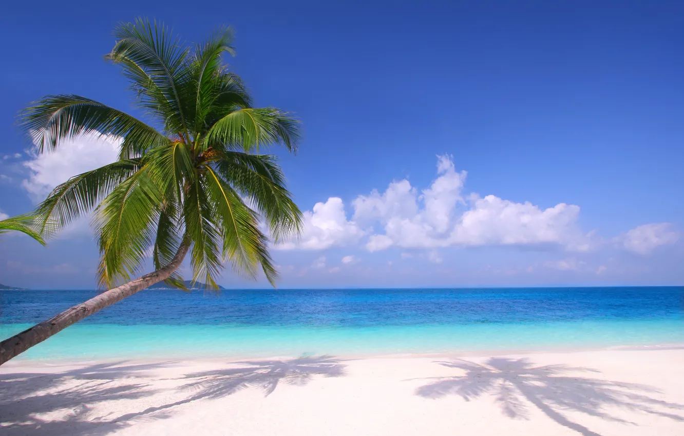 Фото обои море, пляж, тропики, пальмы
