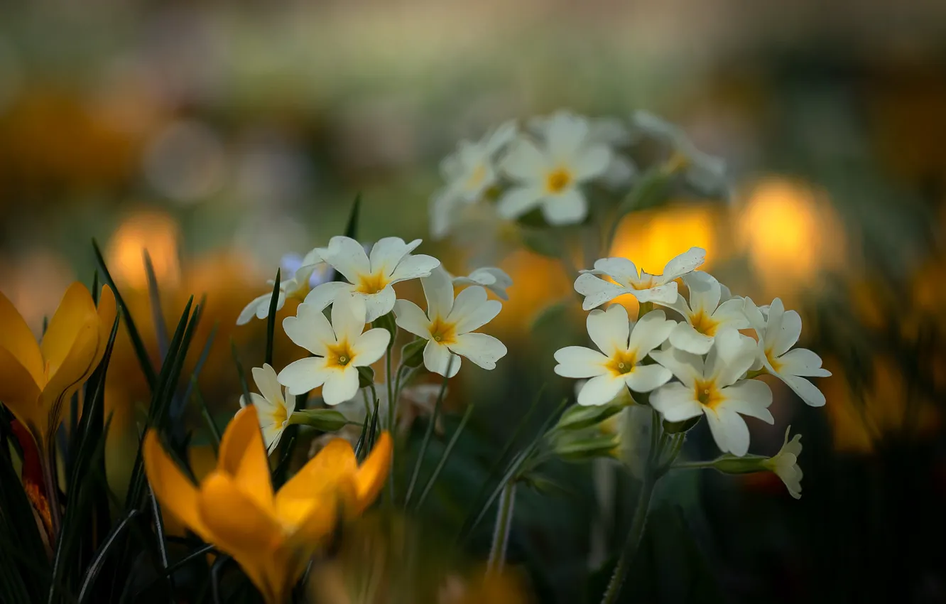 Фото обои цветы, весна, крокусы, белые, боке, примула, примулы